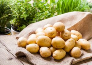 Хороший семенной картофель: какие сорта бывают?