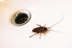 Тараканы в доме: как избавиться от напасти?
